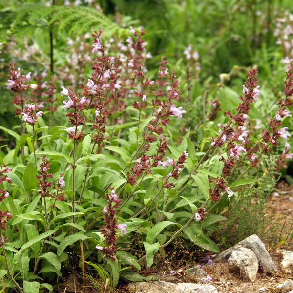 Echter Salbei Salvia officinalis Bienenroute